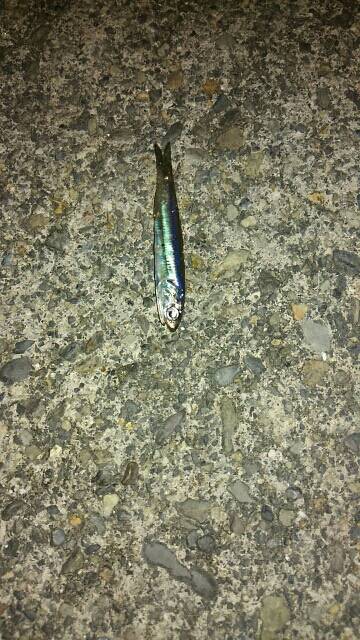 アジ！イワシ！