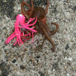 【武庫川一文字】