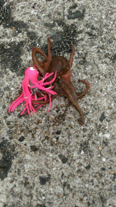 【武庫川一文字】