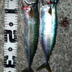 二年振りのご対面！渋いながらもサバゲット！