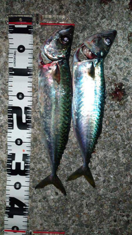 二年振りのご対面！渋いながらもサバゲット！…