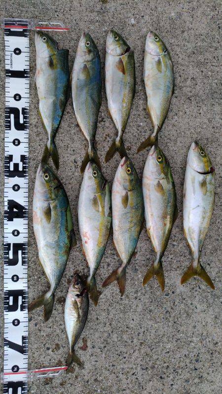 誰でも簡単！ポーアイ沖堤にてツバス楽釣☆