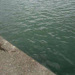 ワームでアコウ釣り