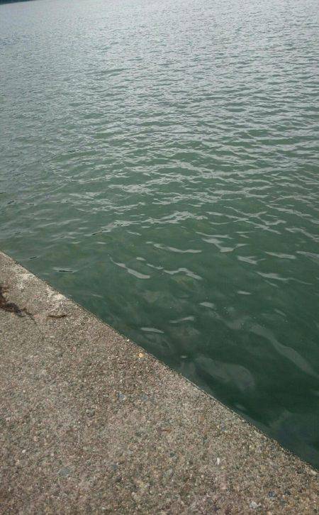 ワームでアコウ釣り