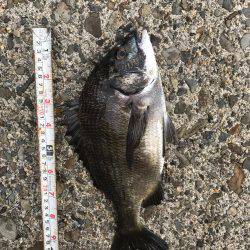 久しぶりのハネ