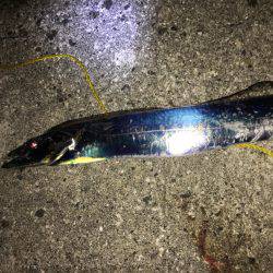 タチウオ 数は多い