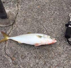 逃がした魚は大きい!?