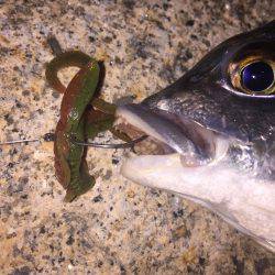 好調淀川チニング釣行！