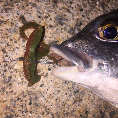 好調淀川チニング釣行！