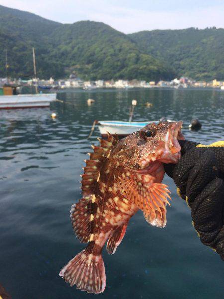 戸田港 中央桟橋 サバ アジ カサゴ