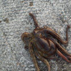 久しぶりの大物