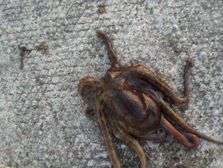 久しぶりの大物