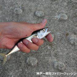 小サバ狙いで激渋