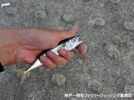 小サバ狙いで激渋