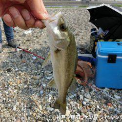 大キス狙いのはずが・・・まっいいか