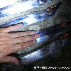 タチウオはどーしてる?