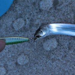 タチウオにダイソージグで挑戦