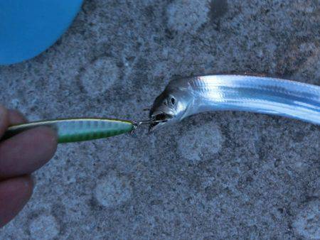 タチウオにダイソージグで挑戦