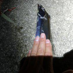 息子のタチウオ半デビュー