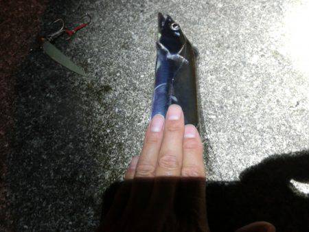 息子のタチウオ半デビュー