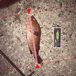 尺釣りたい、、、、、。