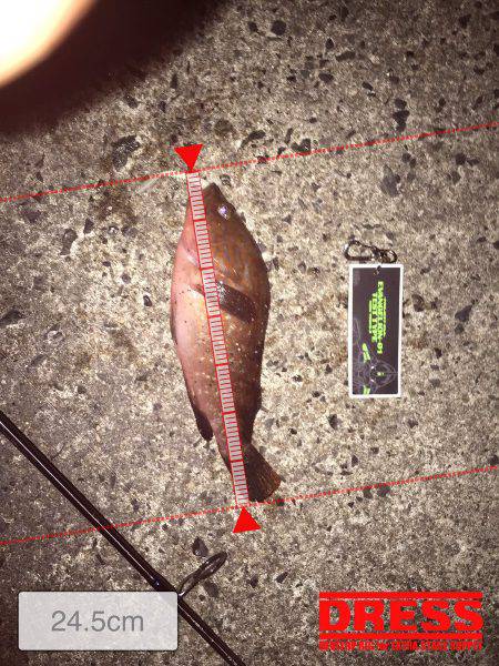 尺釣りたい、、、、、。