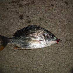 やっとチニングでキビレチヌをゲットしました。