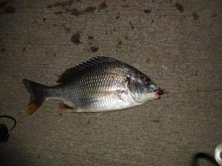 やっとチニングでキビレチヌをゲットしました…