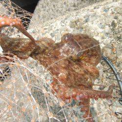 遠投＆深場狙い