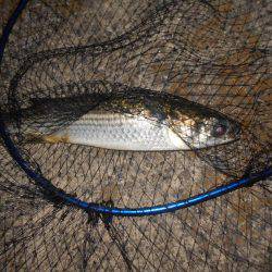 シーバス不発…。