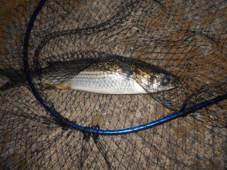 シーバス不発…。