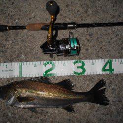 テトラ際のシーバスが好調♪