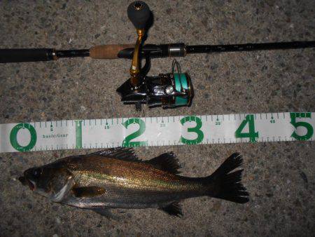 テトラ際のシーバスが好調♪