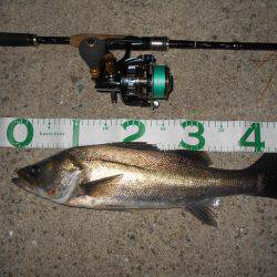 テトラ際でゴンッ♪