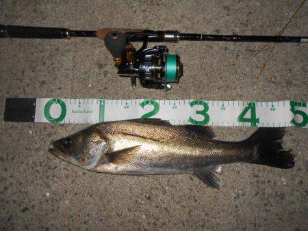 テトラ際でゴンッ♪