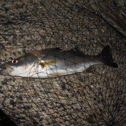 翌日は不調…。