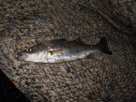 翌日は不調…。