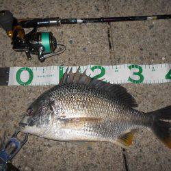 テトラ際で良型のチヌ♪。