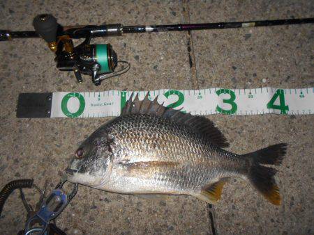 テトラ際で良型のチヌ♪。