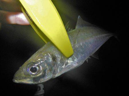 今夜もアジング