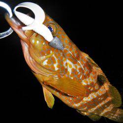 良い引きでした