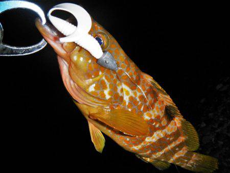 良い引きでした