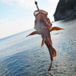 ゴロタでガシラ