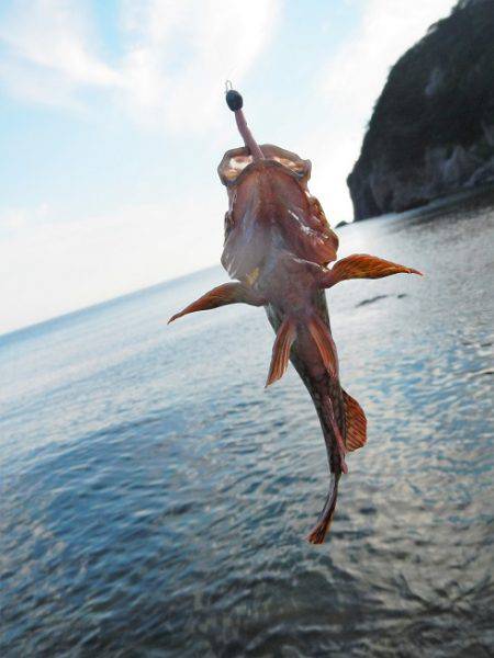 ゴロタでガシラ