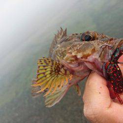 ゴロタサーフの根魚