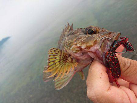 ゴロタサーフの根魚