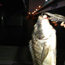 シーバス狙いでデカチヌhit