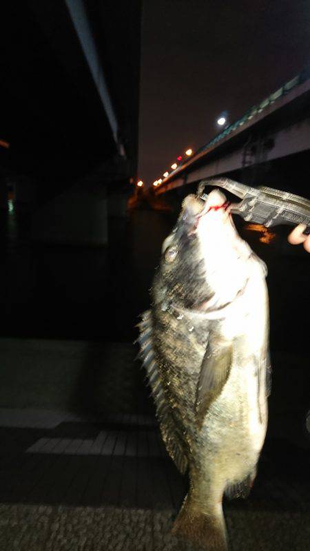 シーバス狙いでデカチヌhit