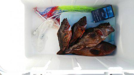 足元でキジハタ