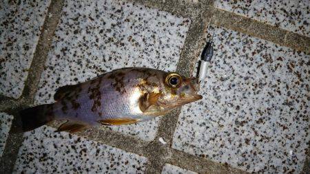 ストレス解消しました。